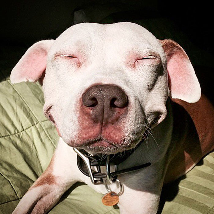smiling-dog-stray-pit-bull-adopted-brinks-16