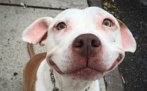 Stray Pit Bull Can't Stop Smiling After He Was Rescued From Street