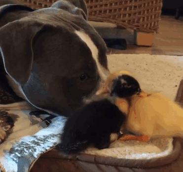 unusual-animal-friendship-dogs-cat-ducks-kasey-and-her-pack-2.gif