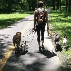 unusual-animal-friendship-dogs-cat-ducks-kasey-and-her-pack-50.gif