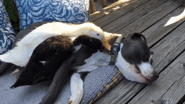unusual-animal-friendship-dogs-cat-ducks-kasey-and-her-pack-52.gif