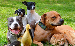 This Couple Rescued 7 Animals And This Is How They Live Now