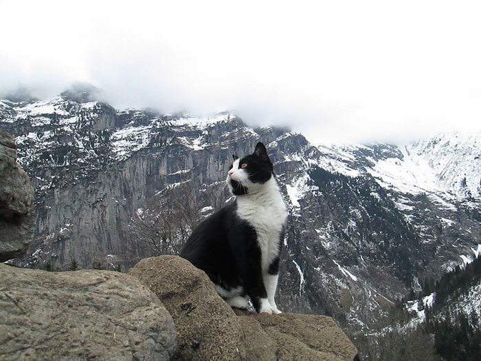 cat-guide-man-mountain-gimmelwald-switzerland-5