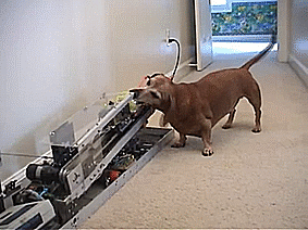 Владелец этой собаки построил машину, которая подбрасывает шары Так Маленький парень может играть Fetch All Day