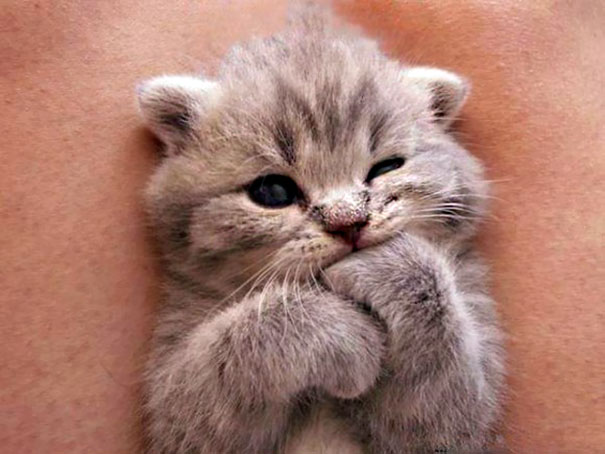 [Image: cute-kittens-30-57b30ad41bc90__605.jpg]
