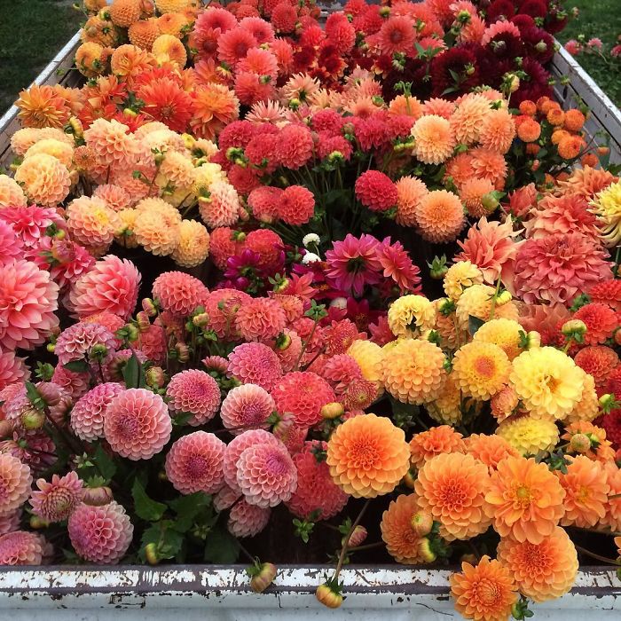 flower-farm-florist-instagram-floret-flower-erin-benzakein-24-57b43064a019f__700.jpg