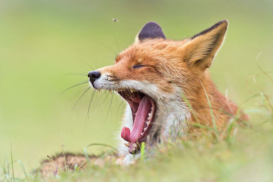 fox-photography-joke-hulst-5