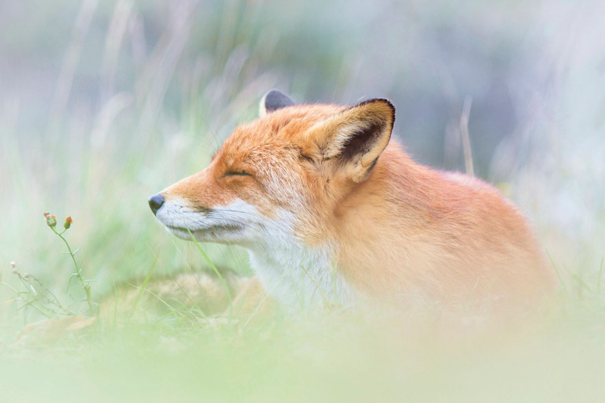 fox-photography-joke-hulst-6