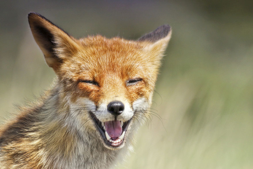 fox-photography-joke-hulst-7
