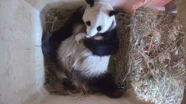 giant-panda-twins-birth-yang-yang-schonbrunn-zoo-3