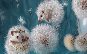 The Secret Life Of Hedgehogs By Elena Eremina