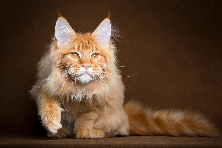 Mythical Beasts: Photographer Captures The Majestic Beauty Of Maine Coons | Bored Panda
