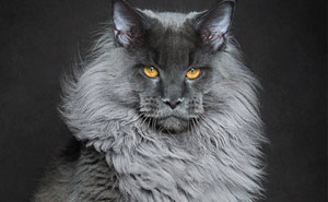 Mythical Beasts: Photographer Captures The Majestic Beauty Of Maine Coons