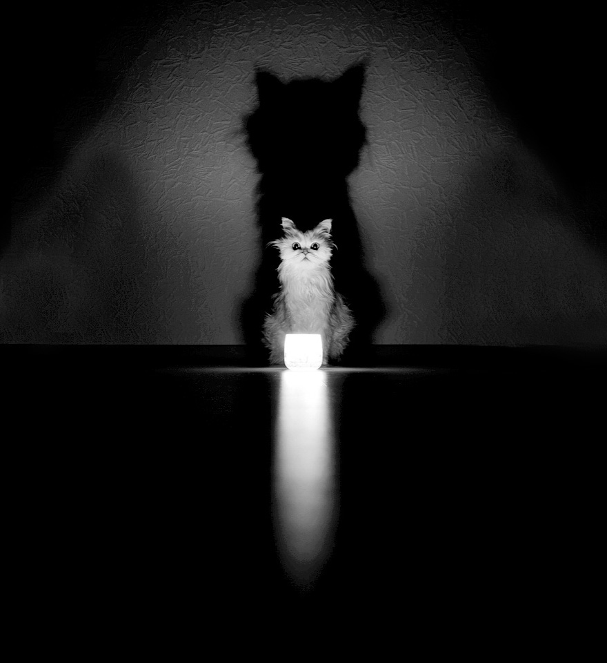 Mysterious Cat