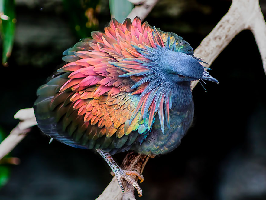Image result for nicobar pigeon pictures