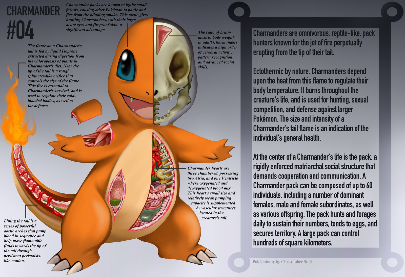 pokemon-anatomy-pokenatomy-christopher-s