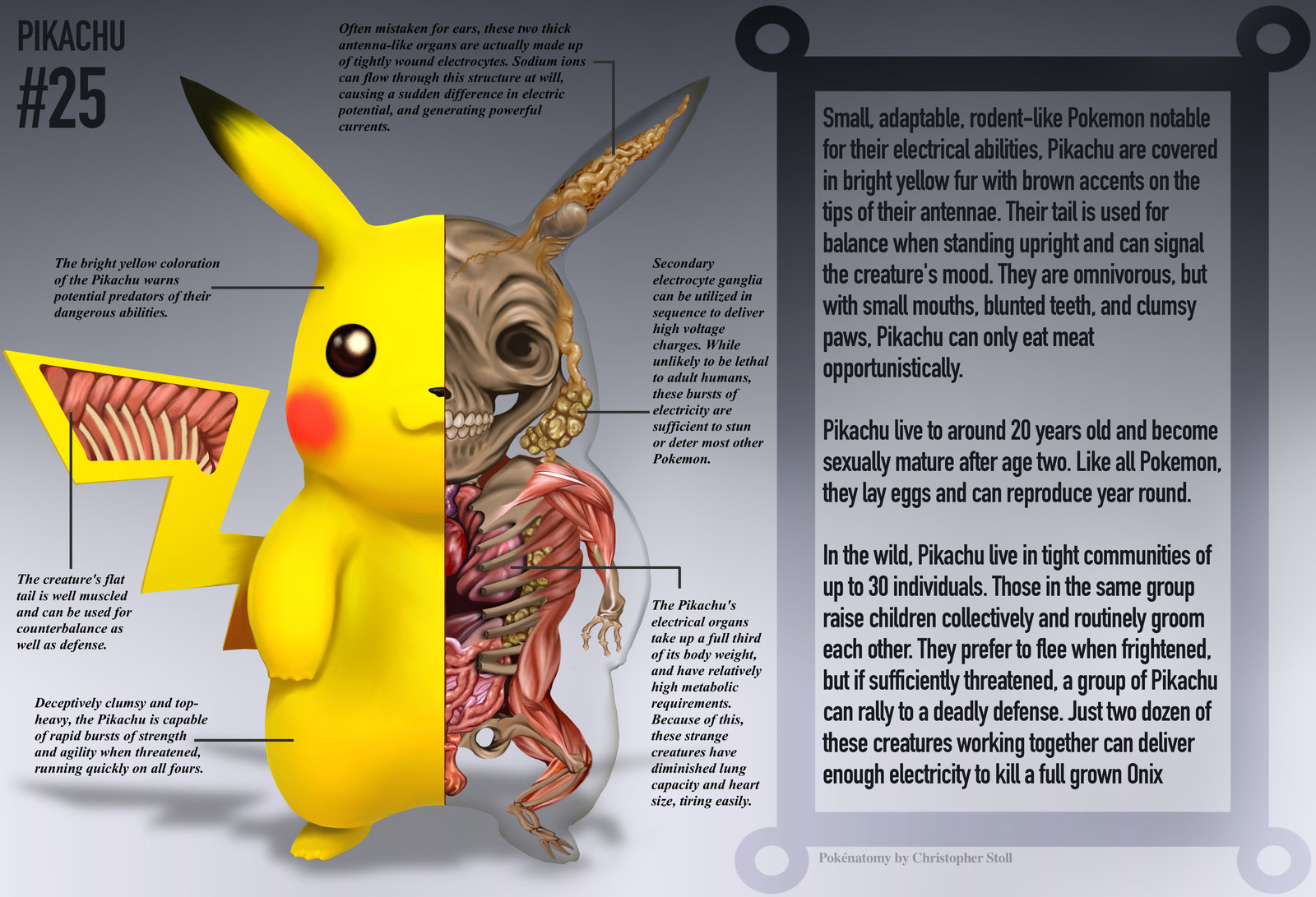 pokemon-anatomy-pokenatomy-christopher-stoll-raw-6.jpg