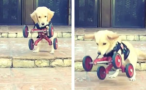 Two-Legged Dog Who Was Abandoned By Previous Owners Finally Gets Love... And A Few Wheels!
