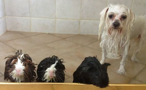 10+ Funny Dog Pics Before And After A Bath