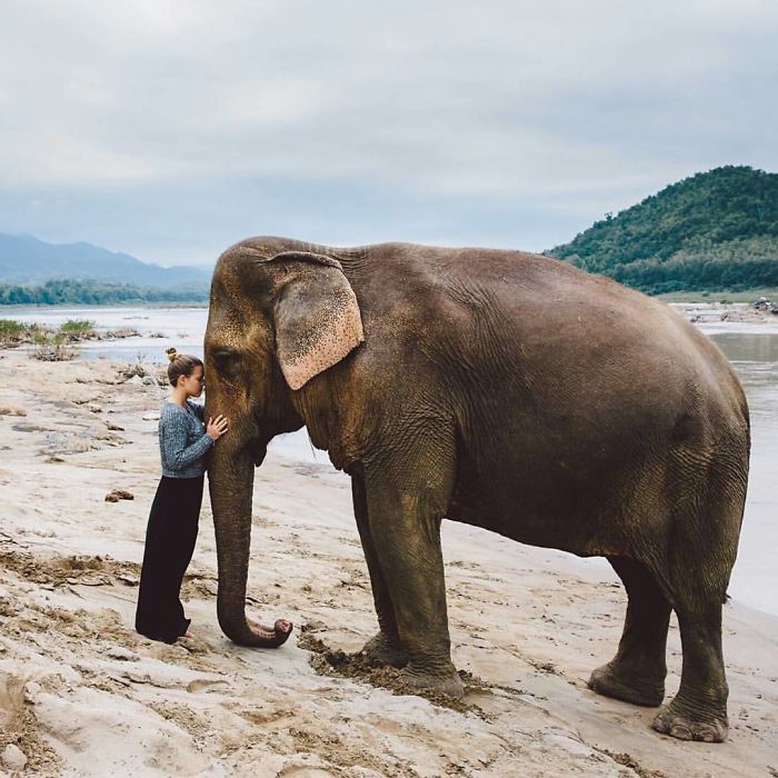 Face To Face With This Majestic Creature, A Rescued 38 Years Old Asian Elephant Moukhao