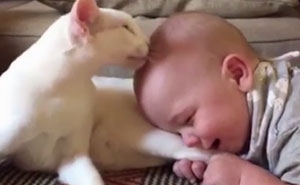 They Were Not Sure How Their Adopted Cat Would React To Their Baby