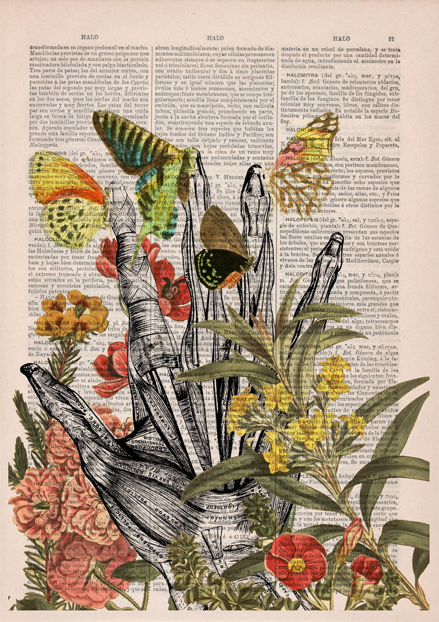 Floral Anatomy Illustrations On The Pages Of Old Books 