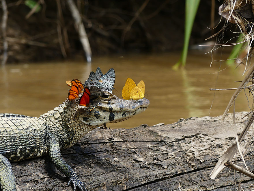 Caiman Wearing A Crown Of Butterflies Shows Its Softer Side
