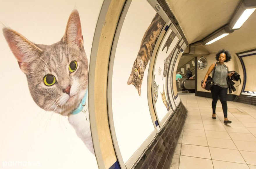 cat ads underground subway metro london 6