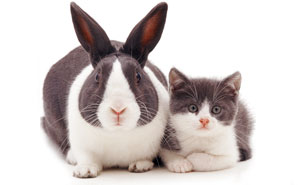 This Photographer Shoots Pet Brothers From Other Mothers And It's Too Adorable