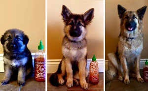 Owner Documents Their Dog's Growth By Using A Bottle Of Sriracha For Scale