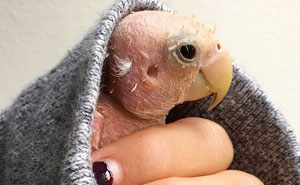 Everyone Falls in Love With This Featherless Lovebird, Send Mini Sweaters To Save Her From Freezing