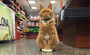 This Cat Has Spent 9 Years Running a Store Without Taking a Day Off