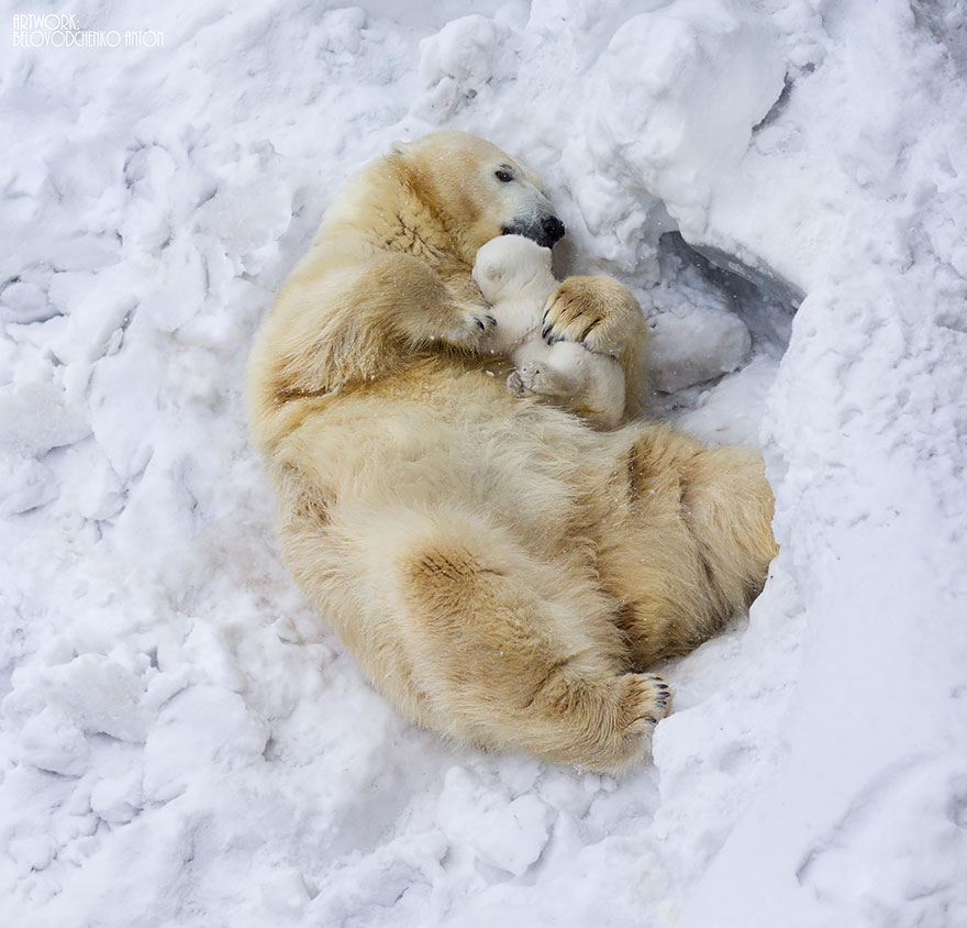 Momma Bear With Her Cub