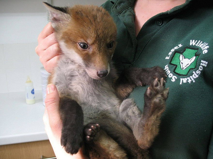 rescued-fox-muddsey-1