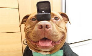 Meet Meaty, The Dog Who Can't Stop Smiling After Being Rescued From A Shelter