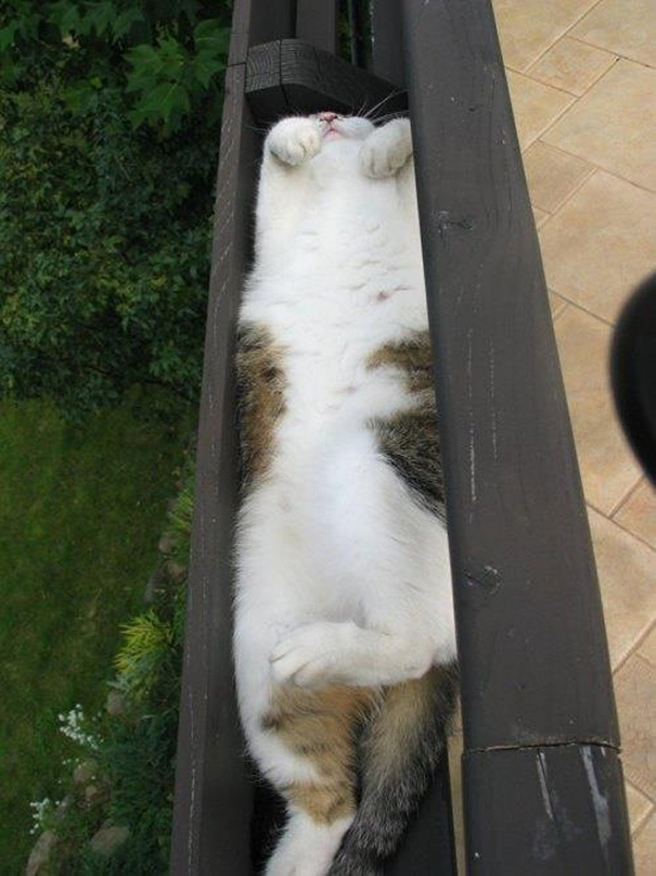Napping In Fresh Air