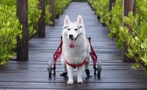 Husky Born Without Paws Gets Adopted And Becomes The Happiest Pup In A Wheelchair