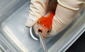 Woman Spends $500 to Save Her Choking Goldfish's Life