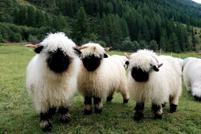 Blacknose Sheep
