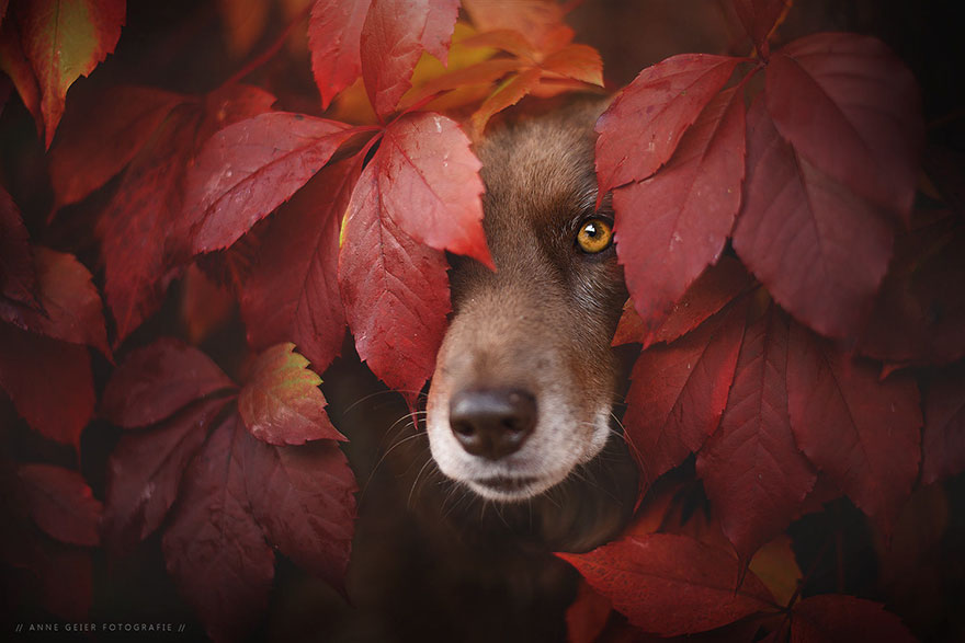 autumn-dog-photography-anne-geier-62