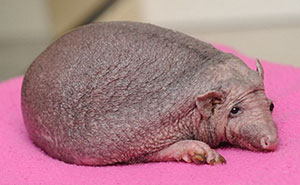 Hedgehog With No Spikes Has A Prescription For Regular Massages, Enjoys Every Bit Of It