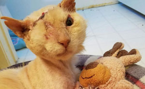 Humans Pour Acid On Cat's Face, But He Still Loves And Trusts People