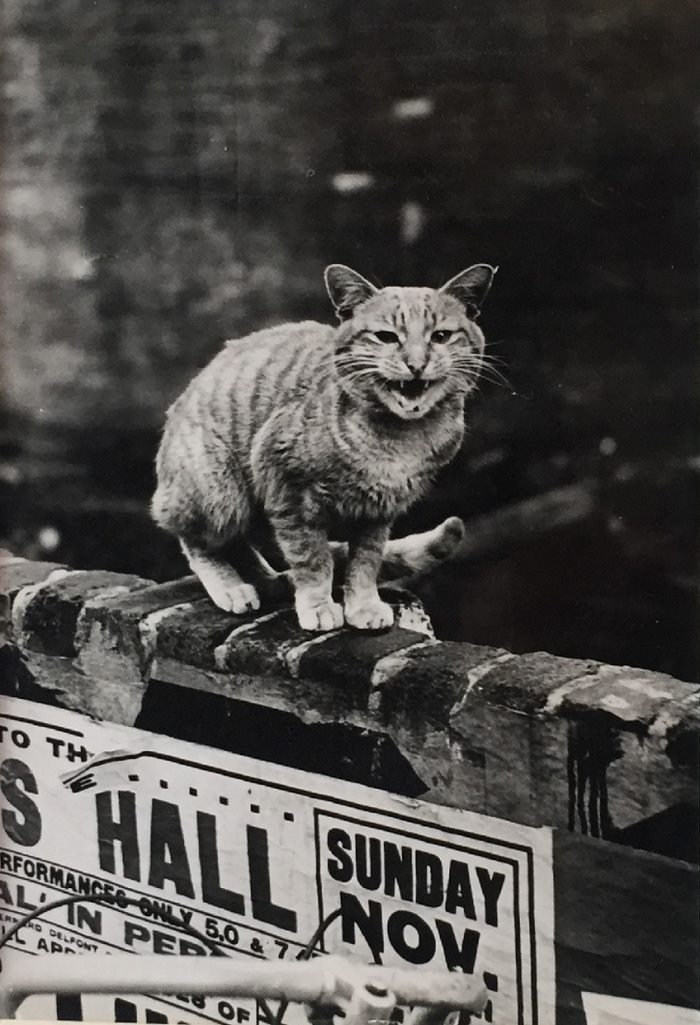cats-of-london-thurston-hopkins-3