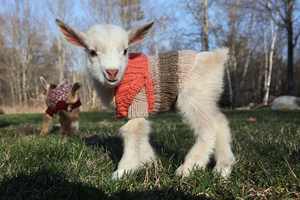 Newborn Goats Wearing Hand-Knitted Sweaters