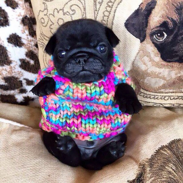 Does This Sweater Make Me Look Fat?