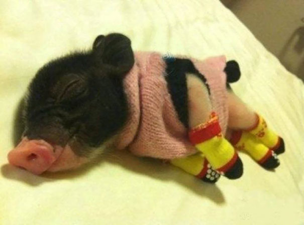 Sleeping Piglet In A Tiny Sweater And Little Socks