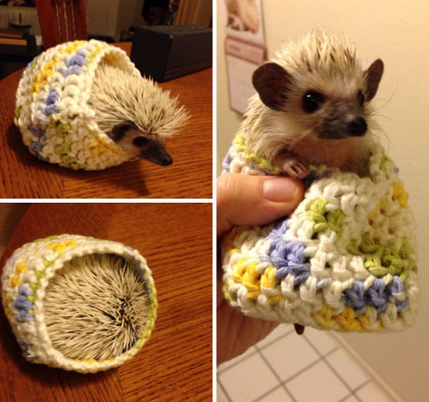 My Friend Knit My Hedgehog A Sweater