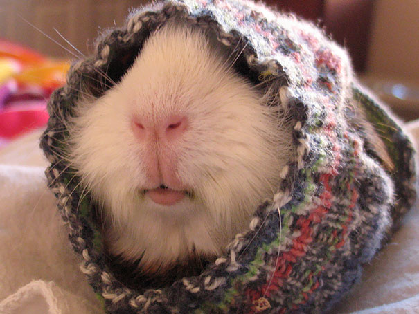 In His Sweater I Knitted Him