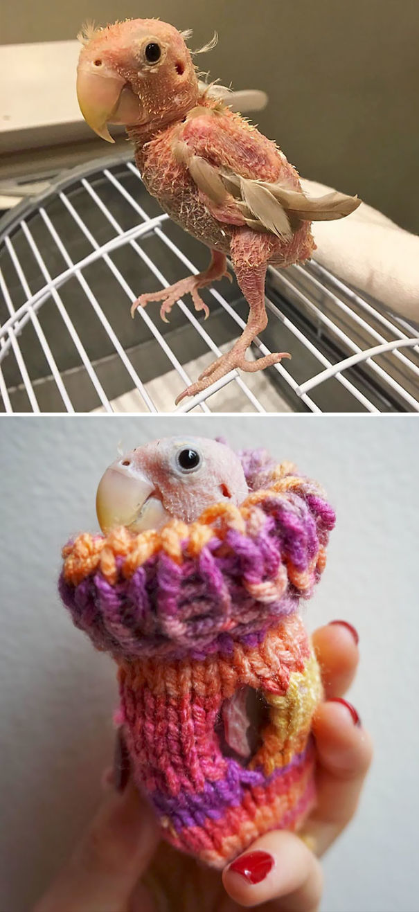 People Send Mini Sweaters For This Featherless Lovebird To Save Her From Freezing