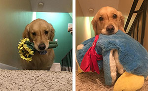 Therapy Dog Takes A Different Toy To Bed Each Night